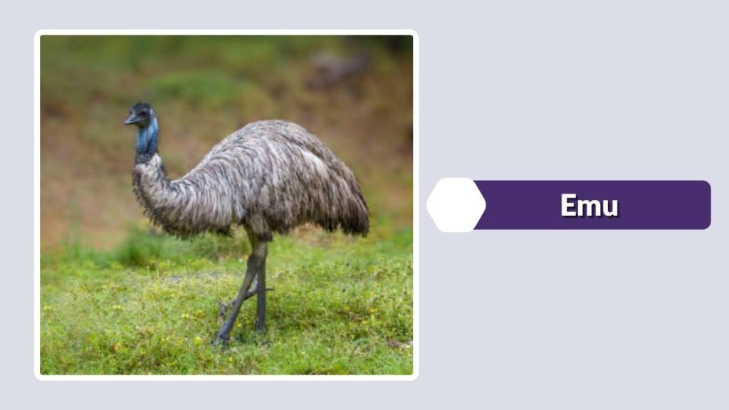 Emu