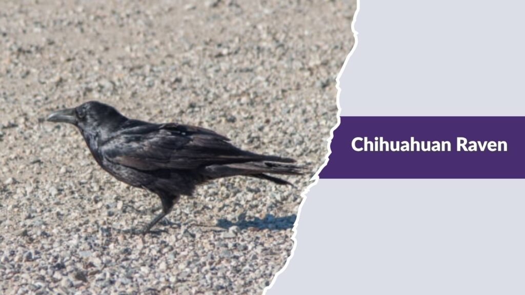 Chihuahuan Raven