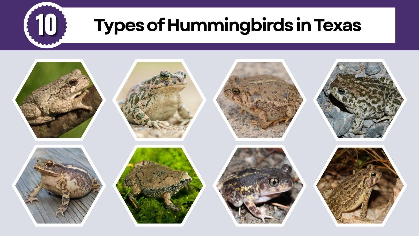 10 Types of Hummingbirds in Texas: Different Species Id