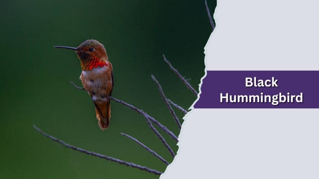 Black Hummingbird