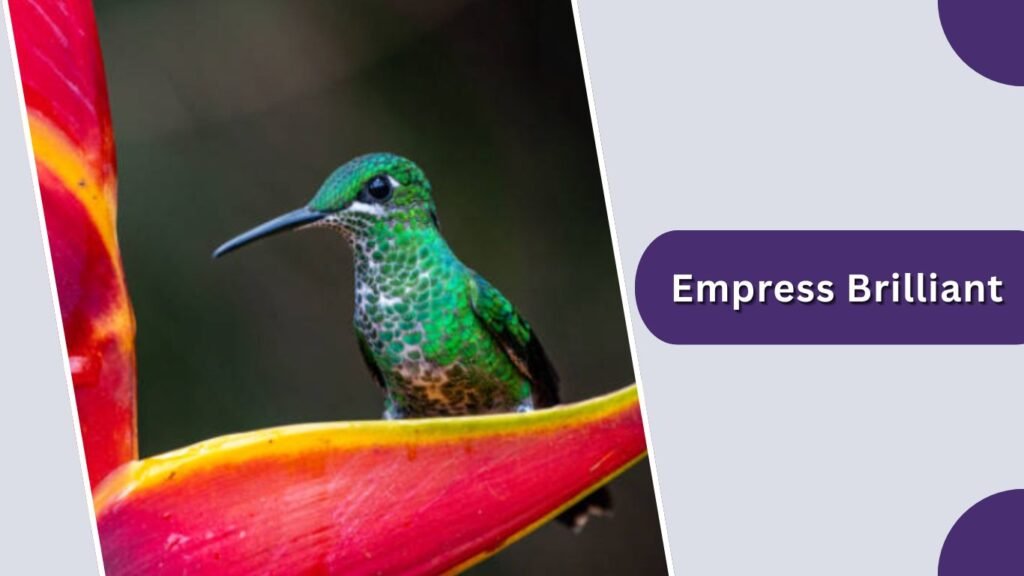Empress Brilliant