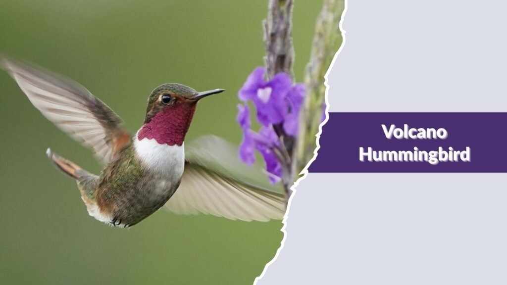 Volcano Hummingbird