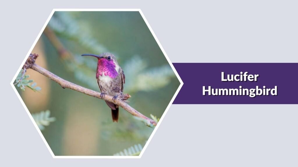  Lucifer Hummingbird