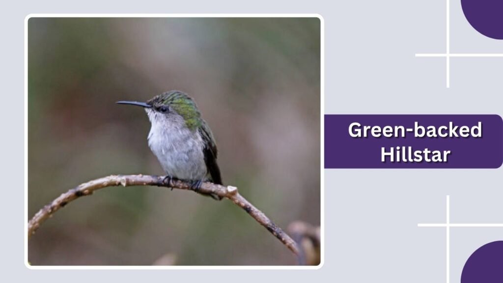 Green-backed Hillstar