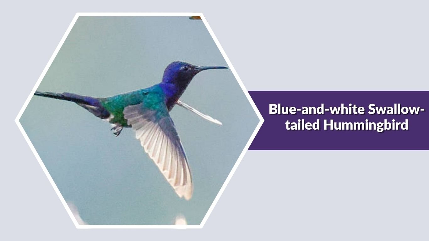 25 Common Types of Blue Hummingbirds: Id with Picture