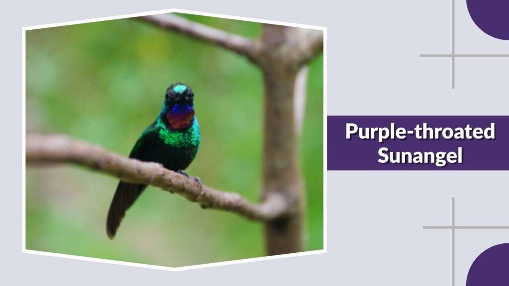 Purple-throated Sunangel