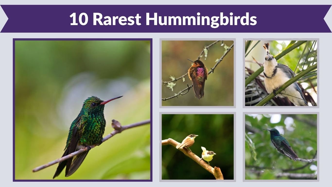 10 Rarest Hummingbirds: Identification with Pictures