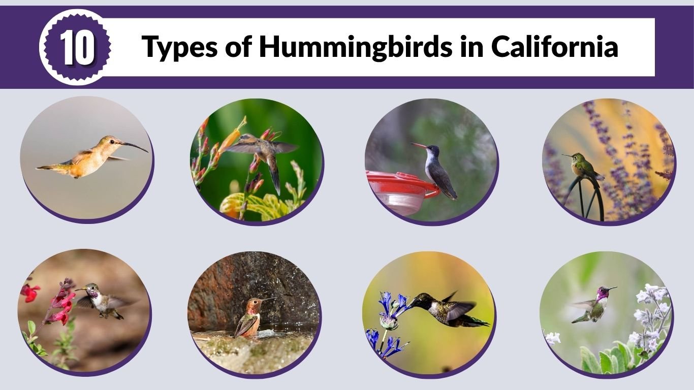 10 Types of Hummingbirds in California: Id with Picture