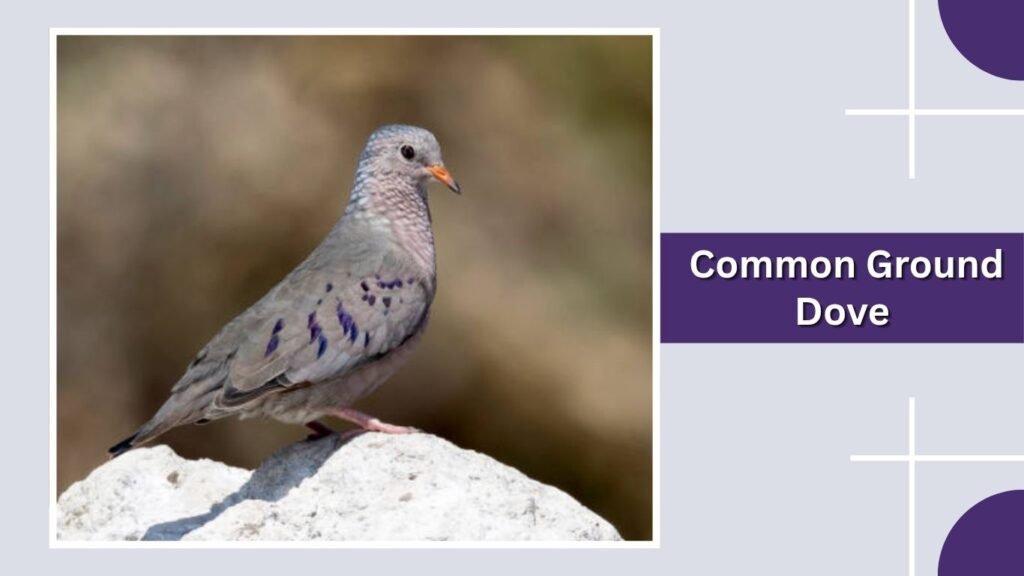  Common Ground Dove