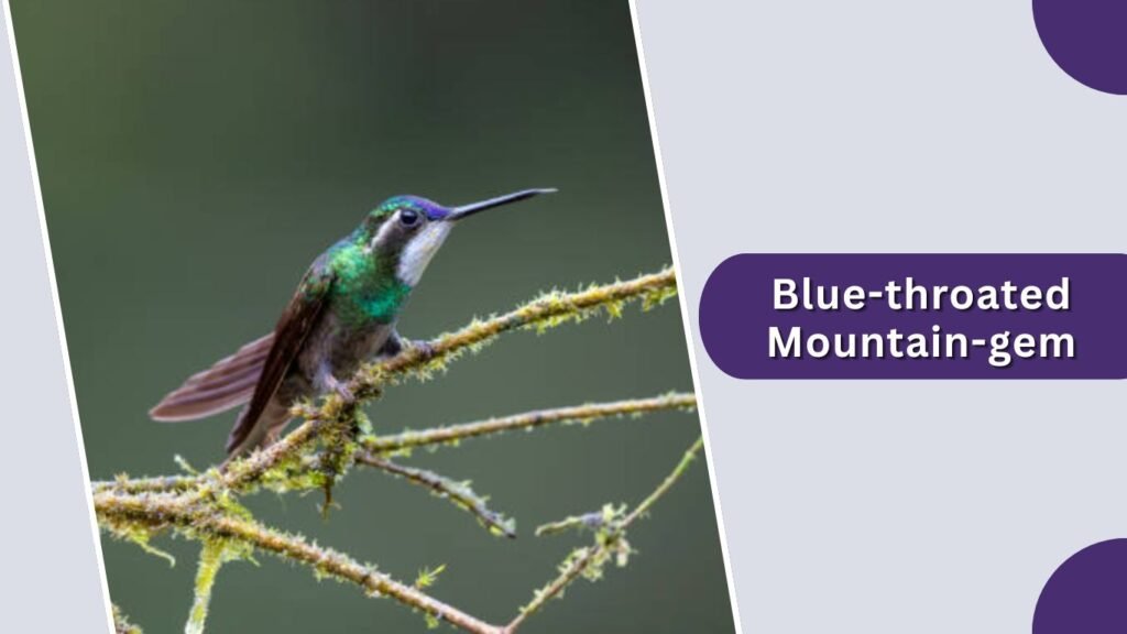 Blue-throated Mountain-gem