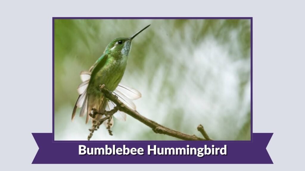  Bumblebee Hummingbird