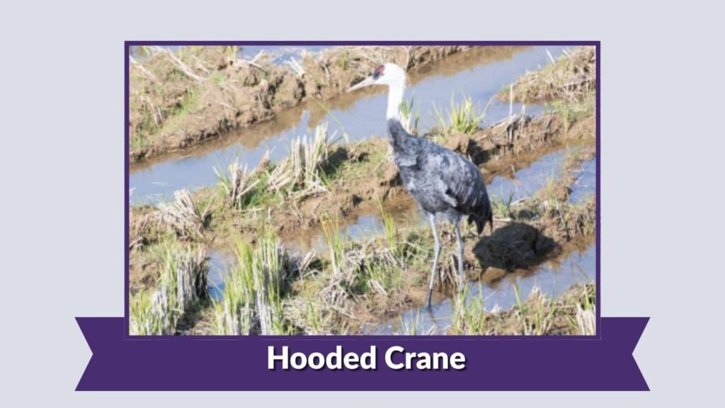  Hooded Crane