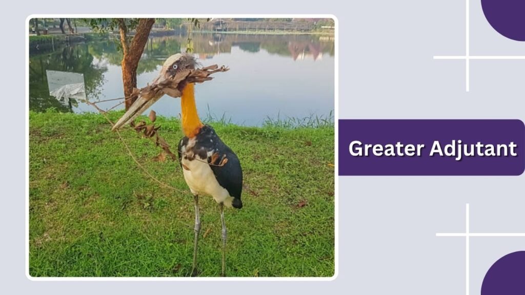 Greater Adjutant