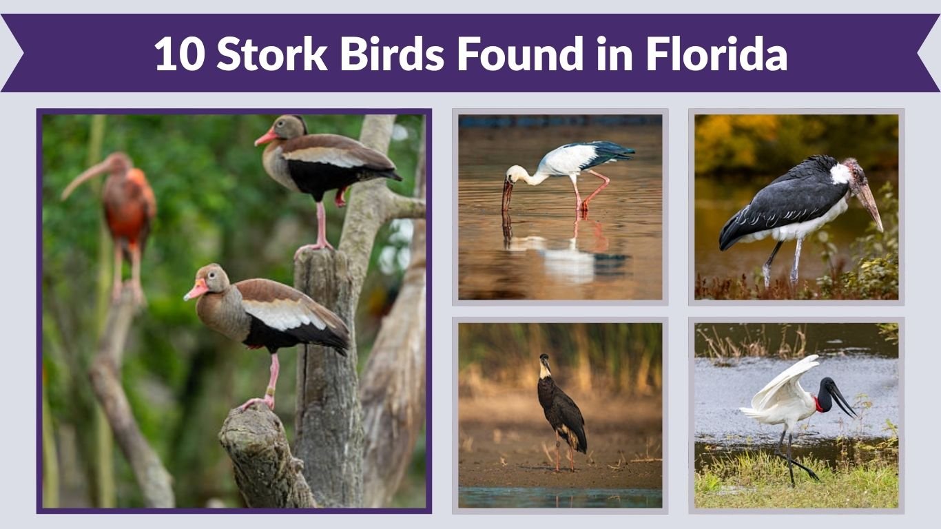 10 Stork Birds Found in Florida: Identification Guide