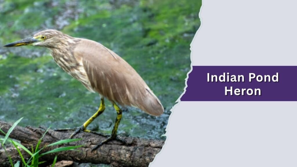  Indian Pond Heron