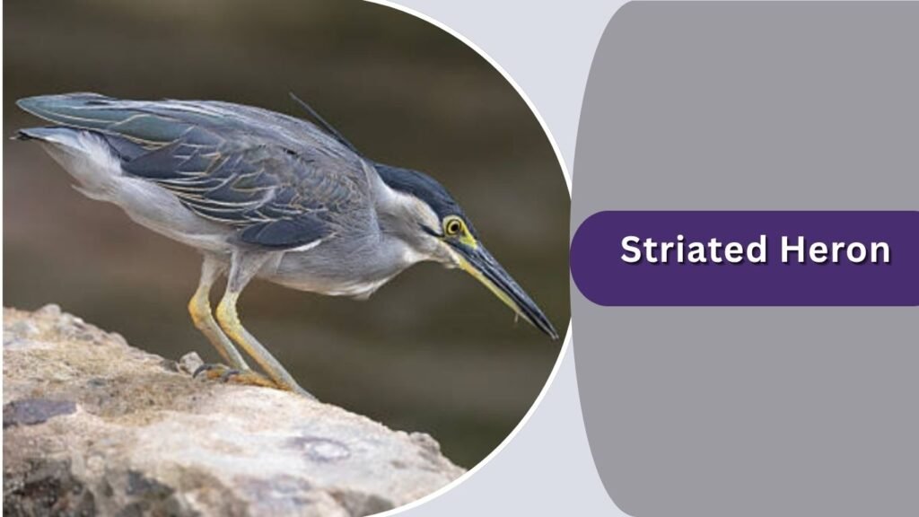 Striated Heron