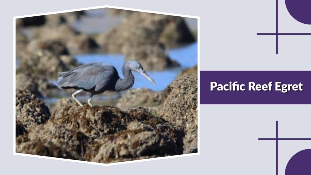 Pacific Reef Egret