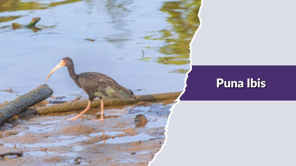 Puna Ibis