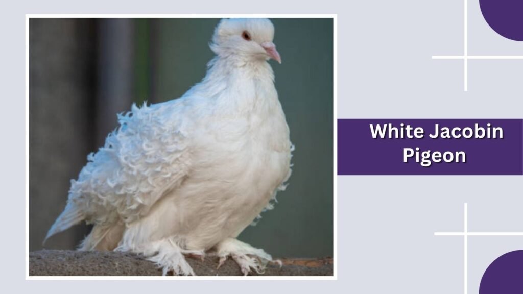 White Jacobin Pigeon