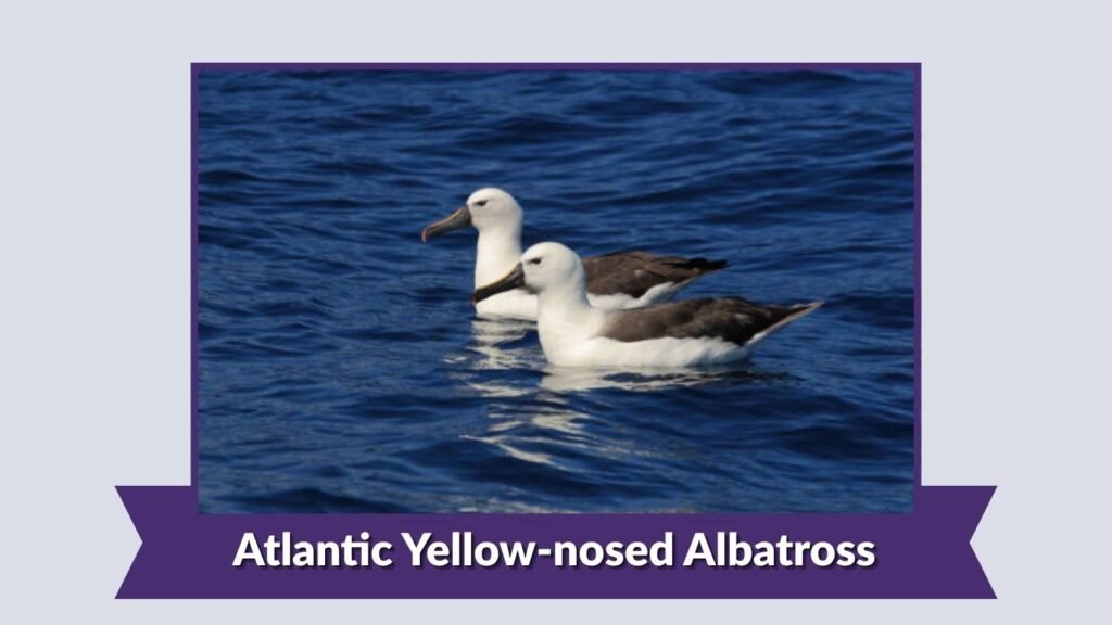 Atlantic Yellow-nosed Albatross