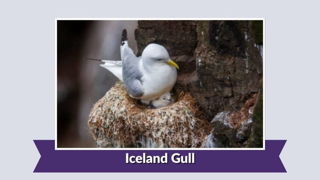 Iceland Gull