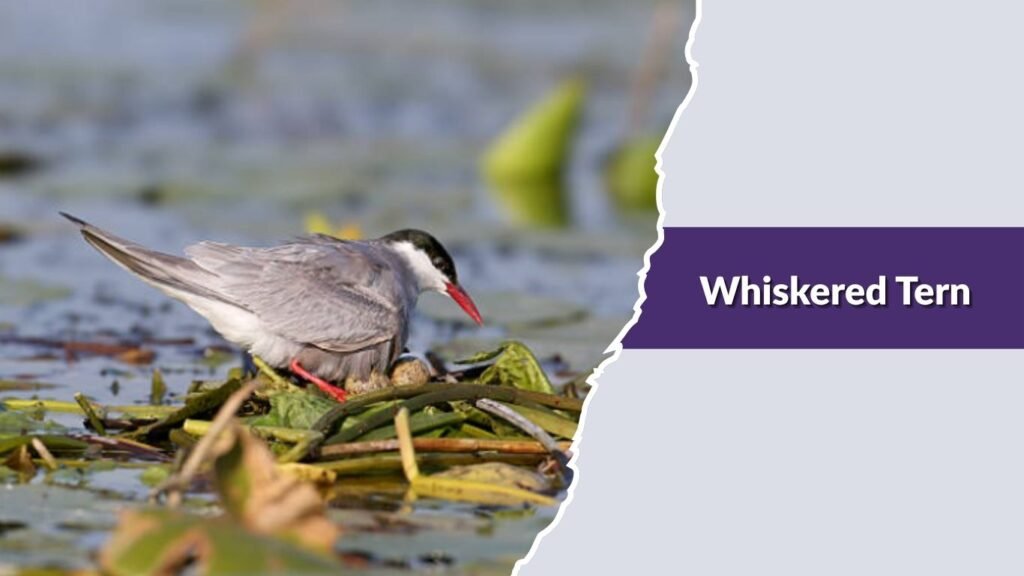 Whiskered Tern