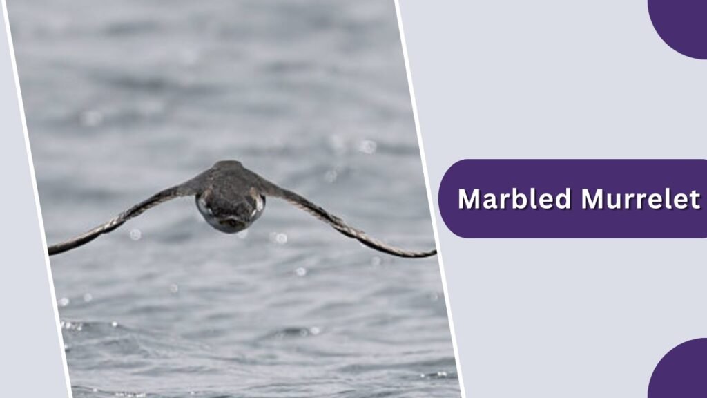 Marbled Murrelet