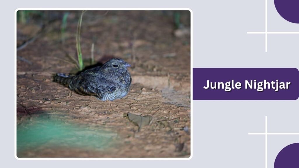 Jungle Nightjar