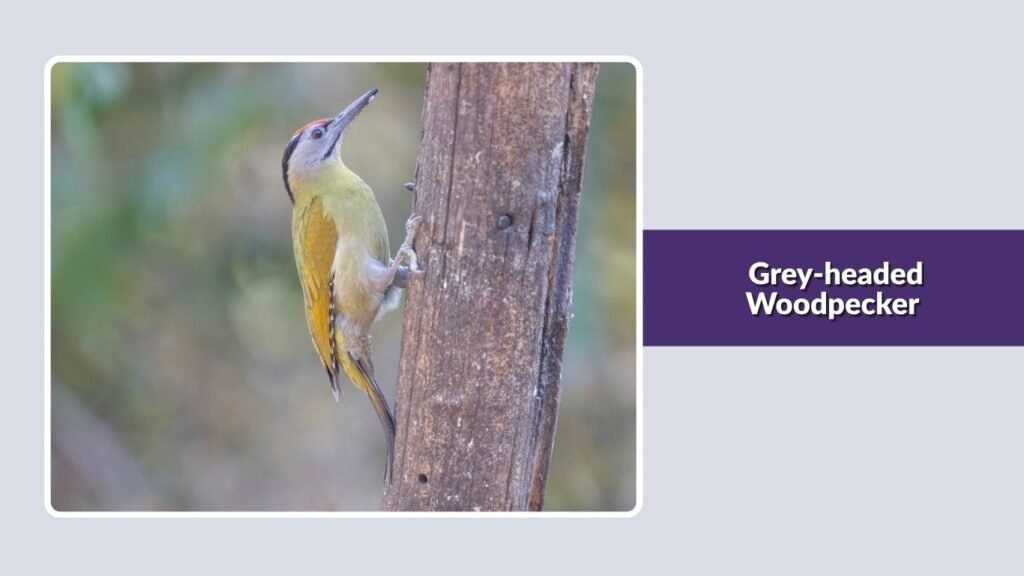 Grey-headed Woodpecker