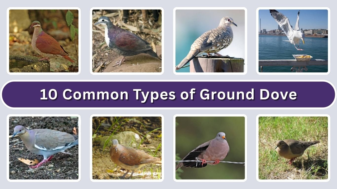 10 Common Types of Ground Dove: Diet, Habits with Pictures