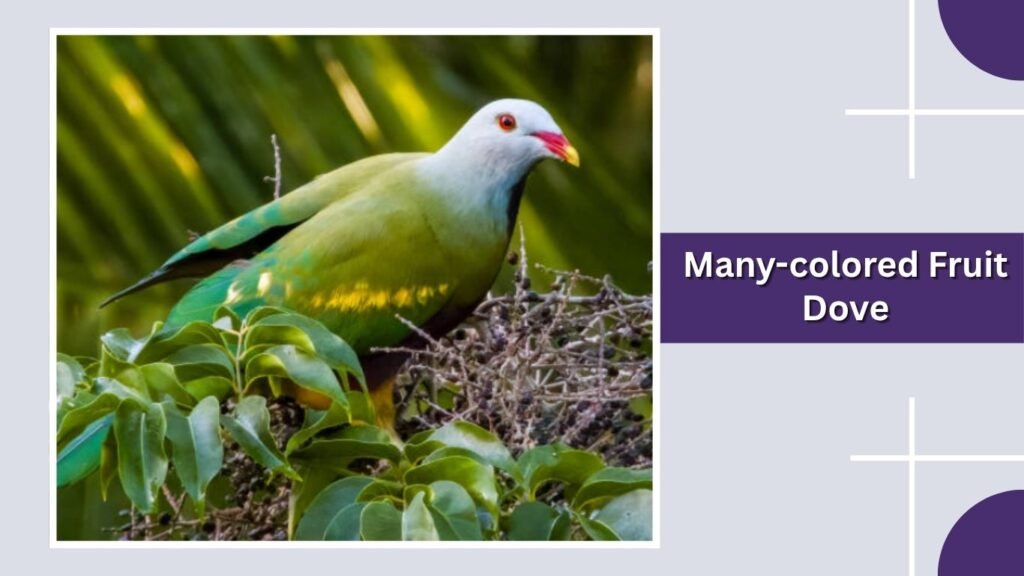  Many-colored Fruit Dove