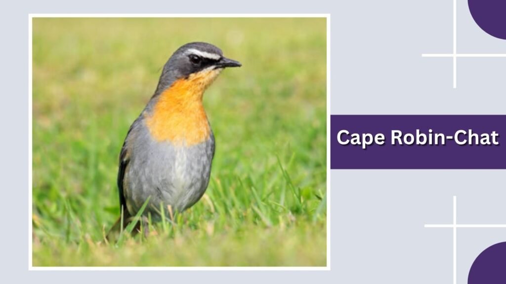 Cape Robin-Chat