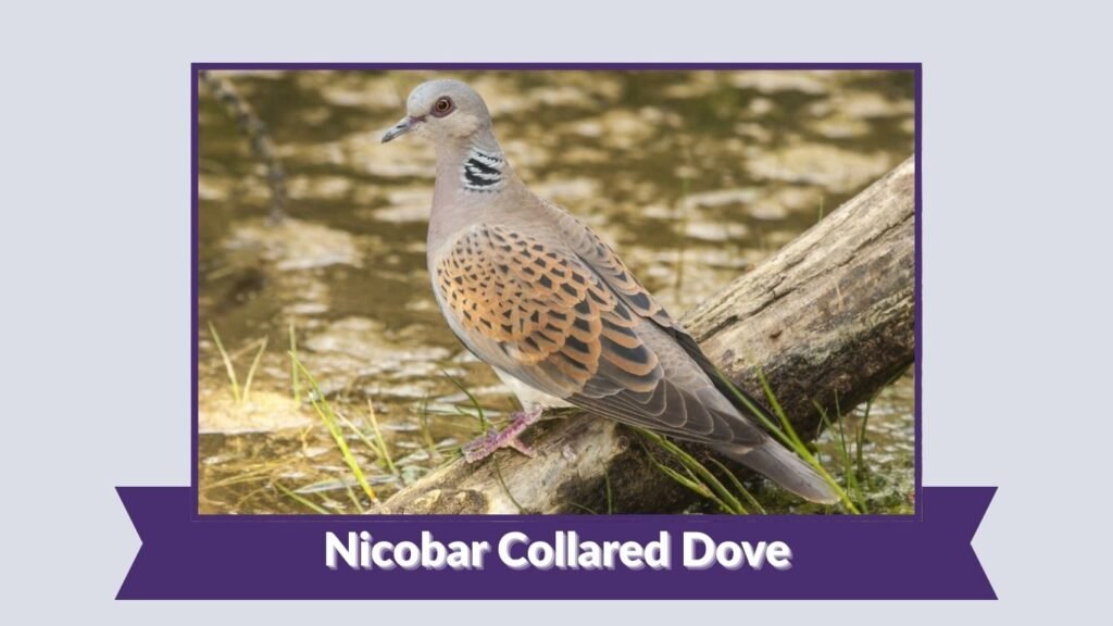 Nicobar Collared Dove