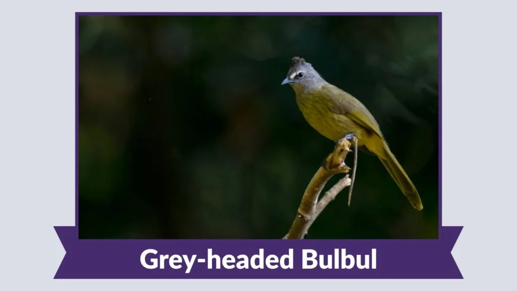 Grey-headed Bulbul