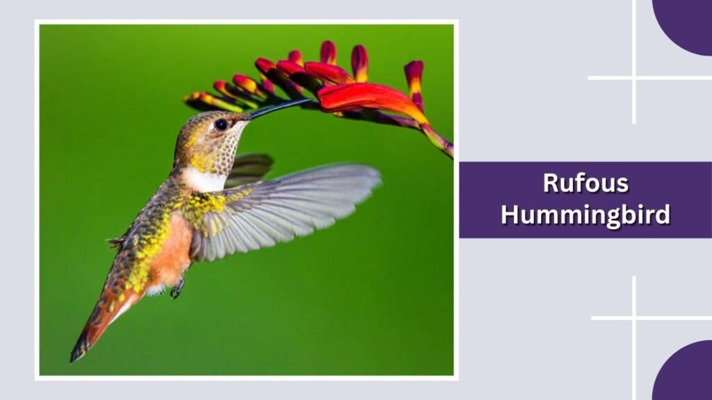Rufous Hummingbird