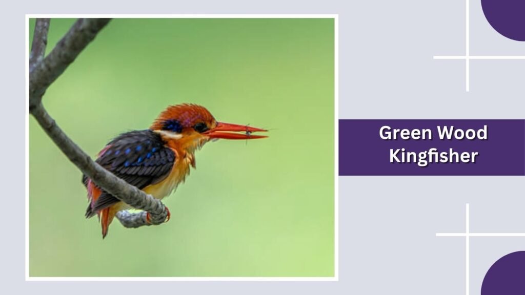 Green Wood Kingfisher