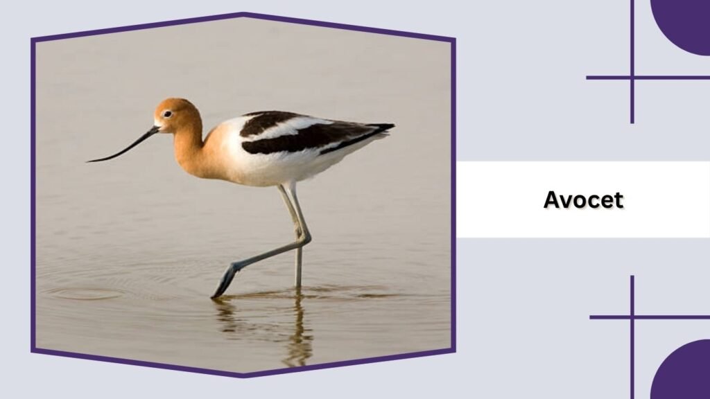 Avocet