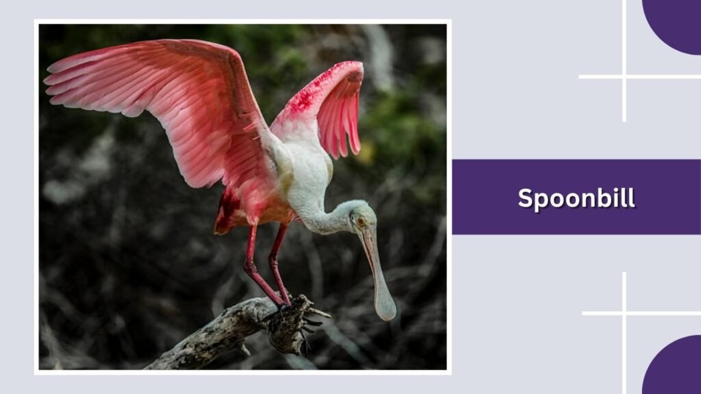 Spoonbill