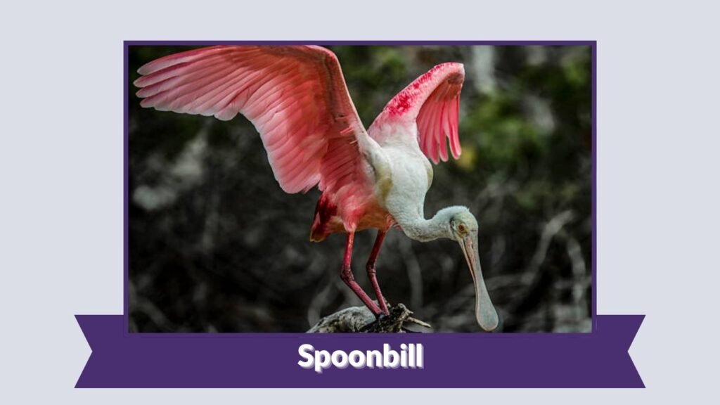 Spoonbill