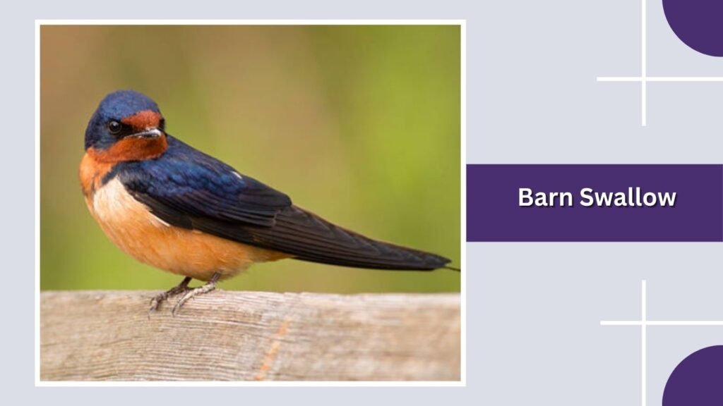 Barn Swallow