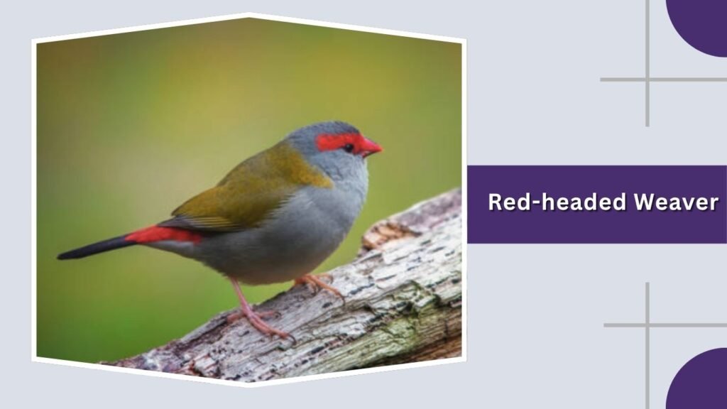 Red-headed Weaver