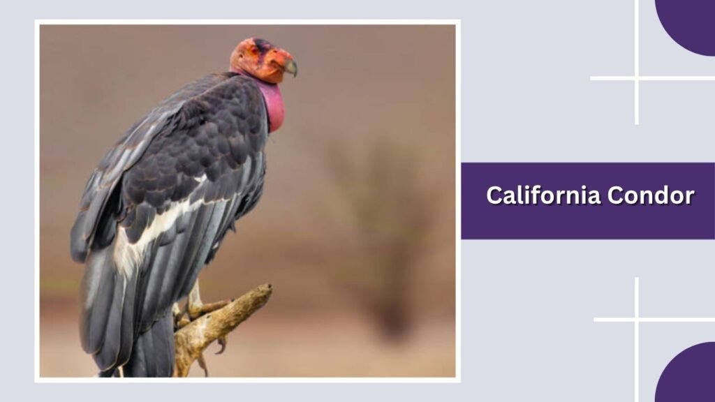 California Condor
