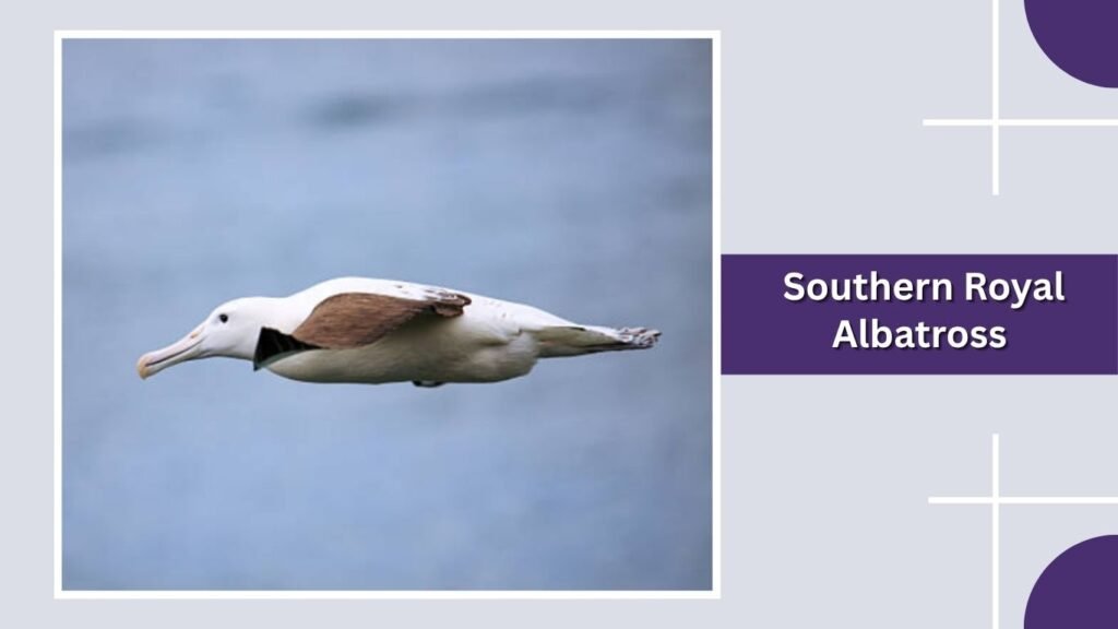 Southern Royal Albatross