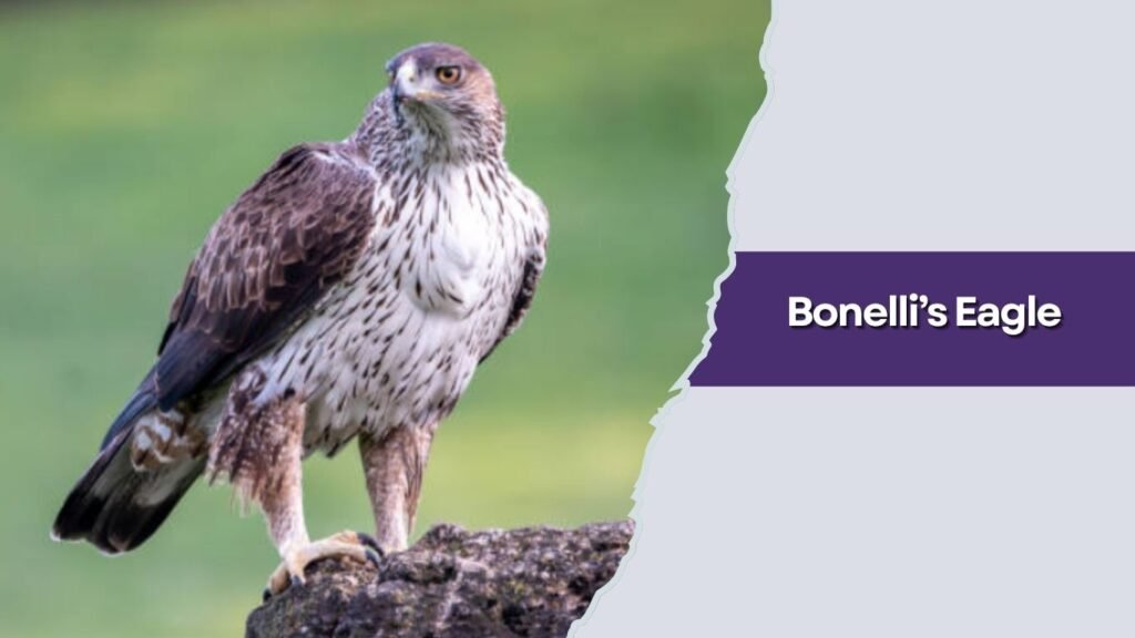 Bonelli’s Eagle