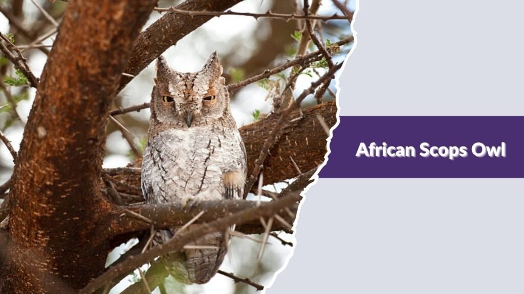 African Scops Owl