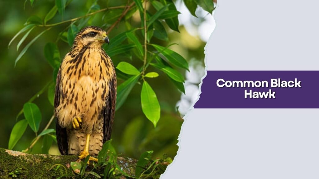 Common Black Hawk