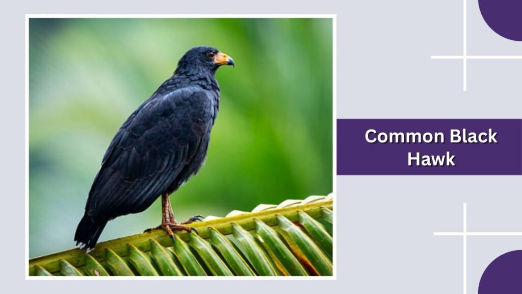 Common Black Hawk