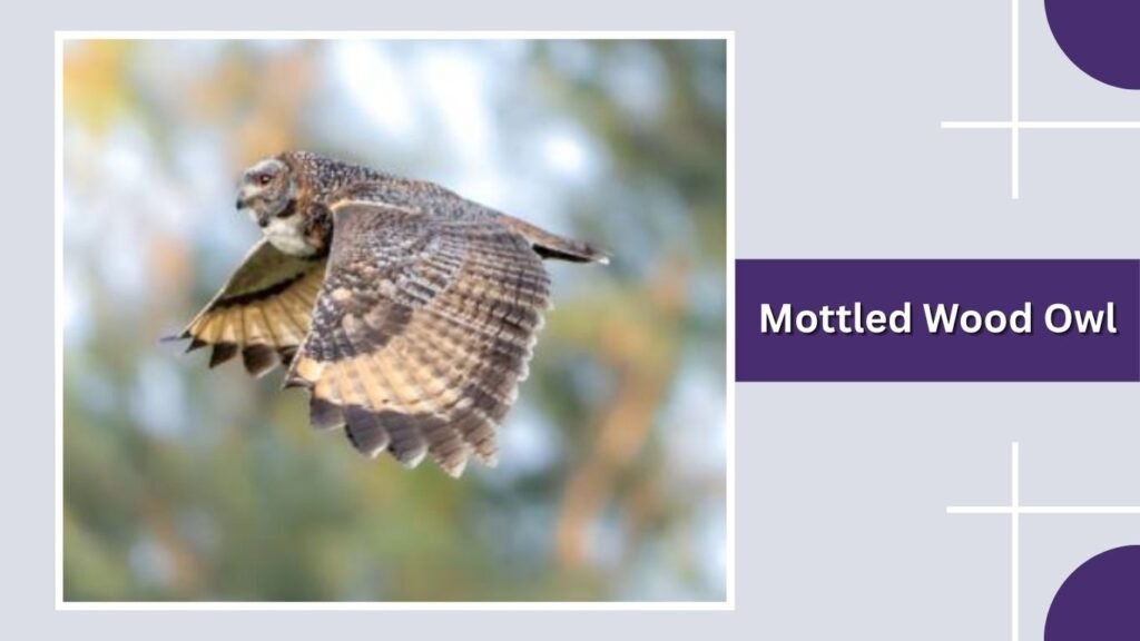 Mottled Wood Owl