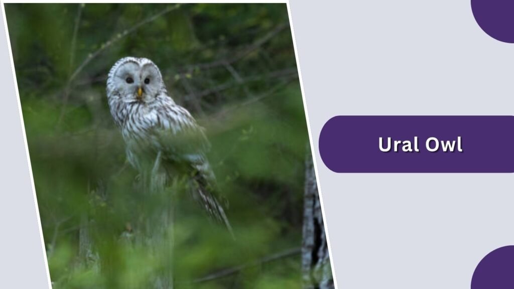 Ural Owl
