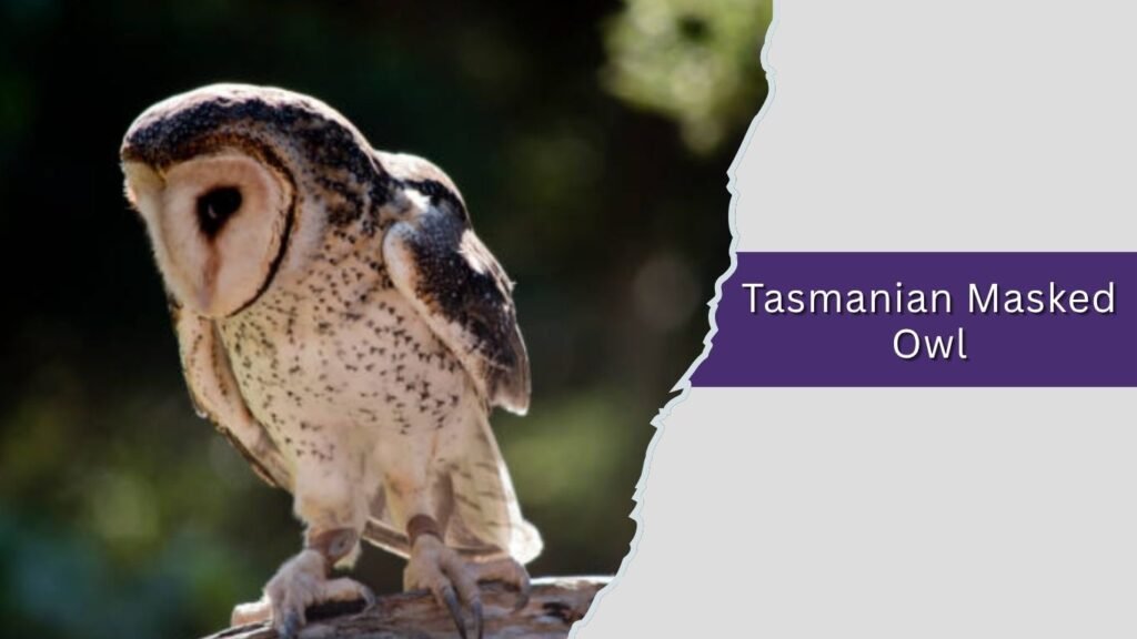  Tasmanian Masked Owl
